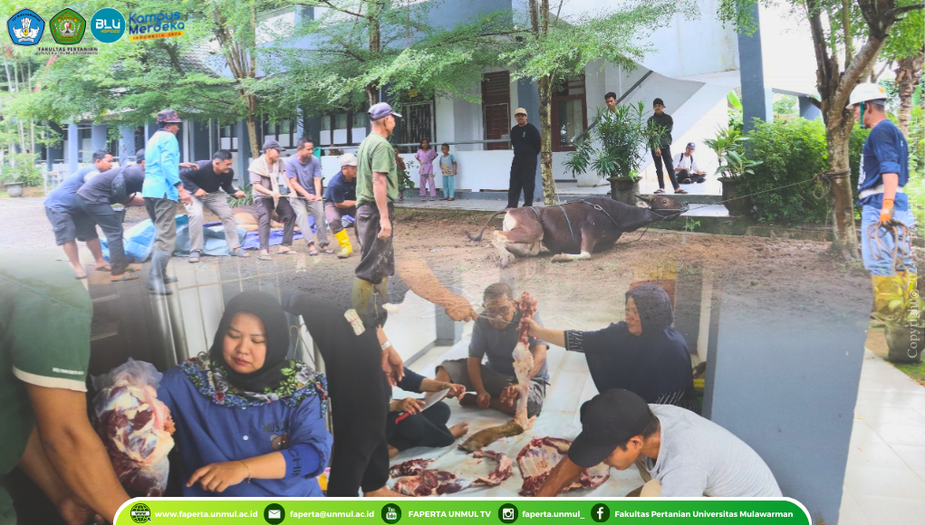 Pemotongan Hewan Qurban Fakultas Pertanian Universitas Mulawarman 1445 H / 2024 M