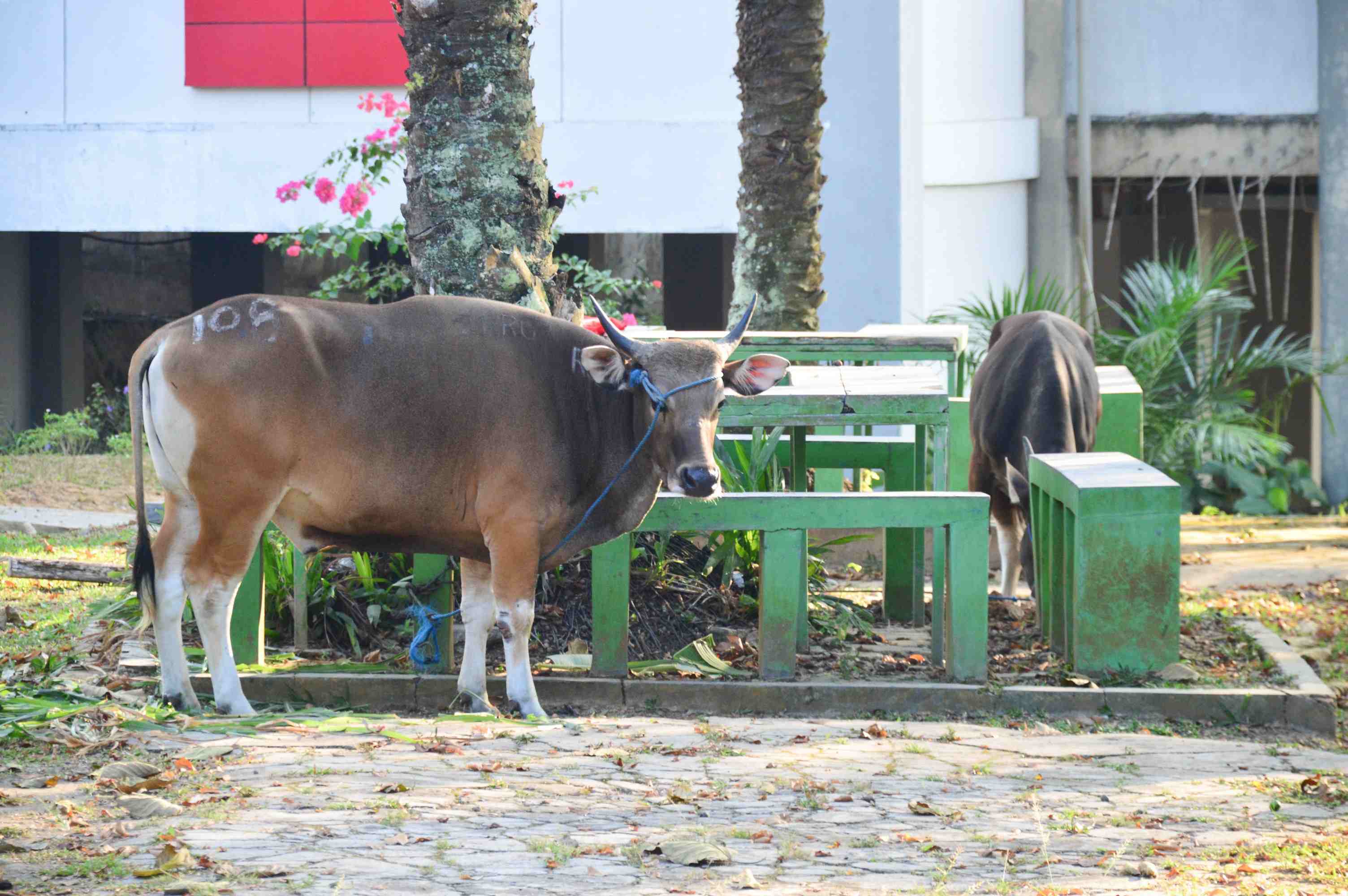 Faperta Ber-Qurban : Idul Adha 1440 H