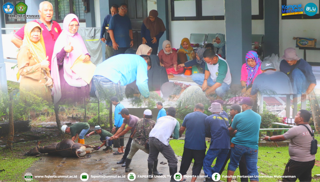 Pemotongan Hewan Qurban Fakultas Pertanian Universitas Mulawarman 1444 H / 2023 M